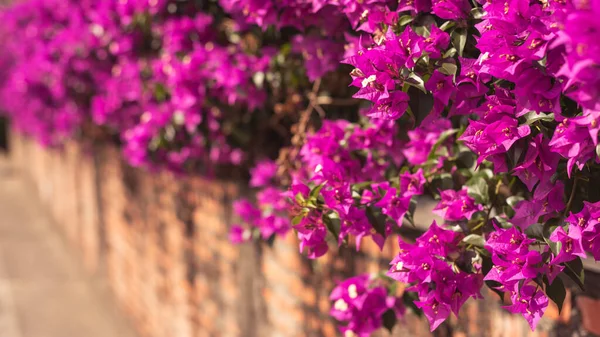 Purple Bougainvillea Flowers Outdoor Concept Nature Background — Stock Photo, Image