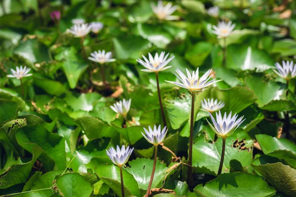 Fleur Lotus Blanc Avec Des Feuilles Vertes Dans Ferme — Photo