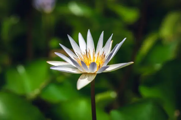 white lotus flower with green leaves in the farm