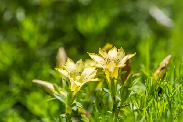 Einheimische Arten Von Gelben Enzianblüten Die Tagsüber Hehuan Berg Leben — Stockfoto