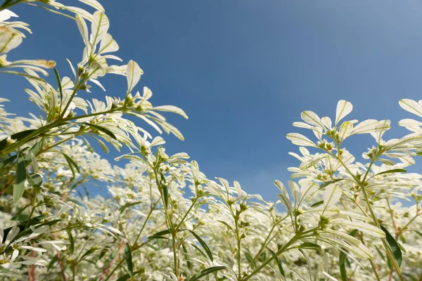White Pascuita Flowers Closeup Image Daytime — Stock Photo, Image
