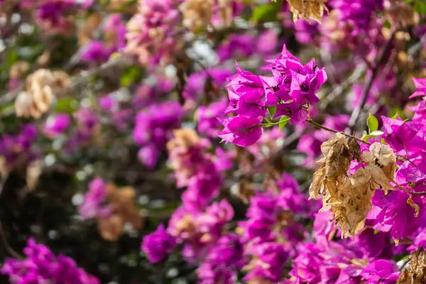 Pink Bougainvillea Flowers Outdoor Taiwan — Stock Photo, Image
