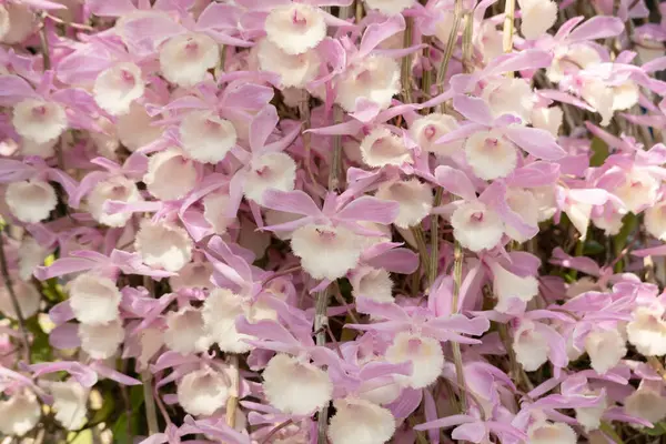 Pink Dendrobium Flowers Blooming Street City — Stock Photo, Image