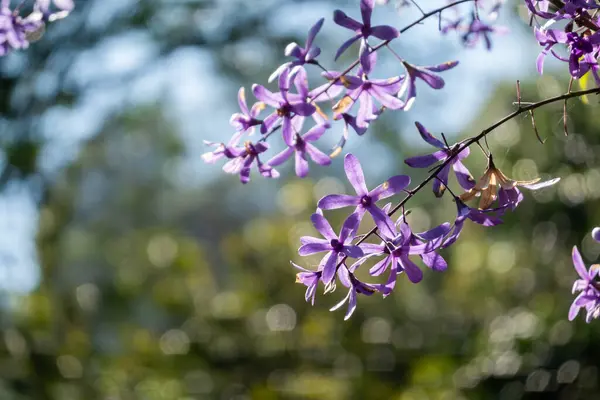 Corona Púrpura Flores Jardín Día Soleado —  Fotos de Stock