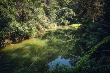 Açık havada bir göleti olan tropikal orman manzarası