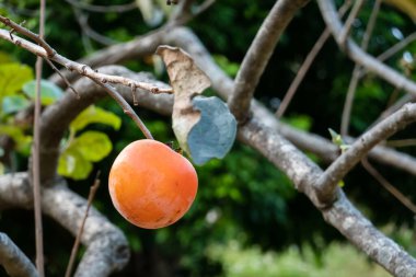 Tayvan 'ın Xinpu kasabasındaki çiftlikteki ağaçta yetişmiş sarı hurma ağaçları.