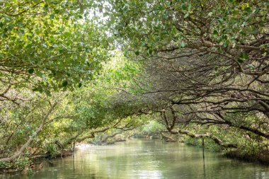 Tainan City, Tayvan 'daki Sicao Mangrove yeşil tüneli yakınlarındaki orman manzarası.