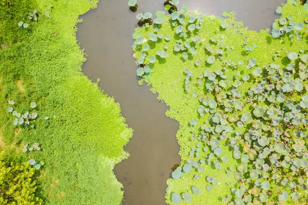 Воздушный Вид Пруд Лотоса Фермы Поле — стоковое фото