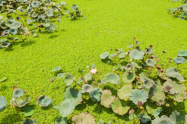 aerial view of pond of lotus farm in the field