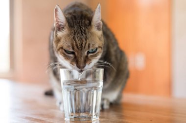 Kedi evdeki masada su içiyor.