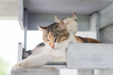 kedi yalamak vasıl belgili tanımlık kutu ailesi