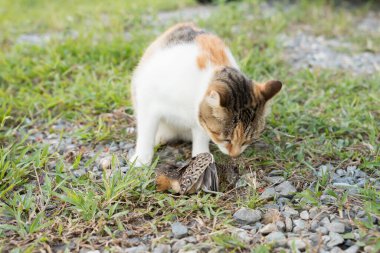 genç kedi yakalama ve bir kuş, açık avcılık