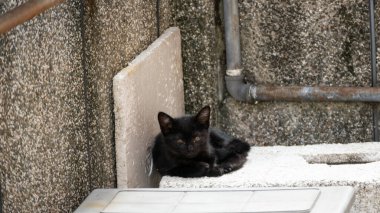 komik sokak kedisi siyah beyaz kedi