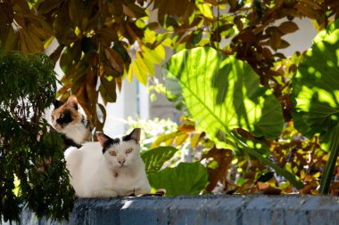 Saldırgan siyah beyaz kedi caddede