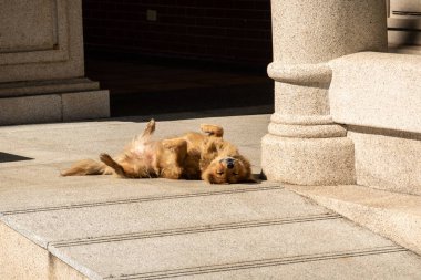 Şehirde başıboş bir köpek yatıyor.