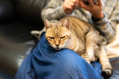 Kadın kedisini bacaklarından tutup evde onunla oynuyor.