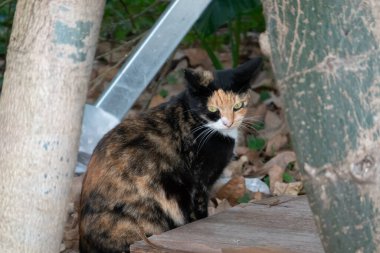 Sokakta başıboş bir kaplumbağa kabuklu kedi.