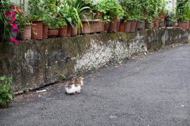 Küçük sokak kedisi. Sokakta oturuyor.