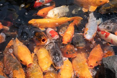 Bir grup altın balık gölette beslenmek için ağızlarını açarlar.