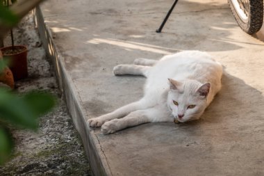 Evcil beyaz kedi şehirde açık havada uyuyor.