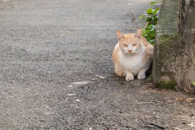 Sokak kedisi duruşu ve şehrin sokaklarında kendine bir bak