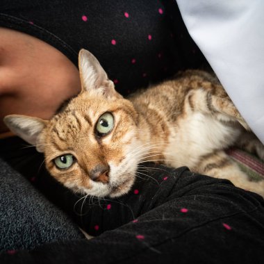 Tekir kedi bir kadınla yatakta yatıyor.