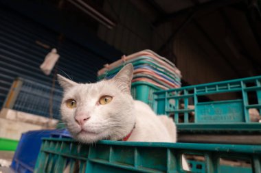 Sarı gözlü beyaz kedi mavi bir sandıktan dışarı bakıyor, endüstriyel bir ortam..