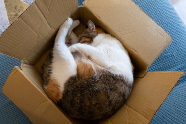 cute tortoiseshell cat sleep in a carton at home