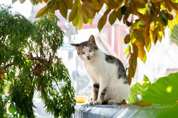 Stock image carefully stray cat look at you at the outside