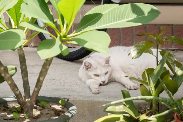 Evcil beyaz kedi şehirde açık havada uyuyor.