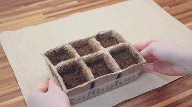 Sağlıklı beslenme, gıda ve yaşam tarzı için mikroyeşil bitki tohumları ekme süreci. Bahçe işleri ve ekimler ev manzarasında