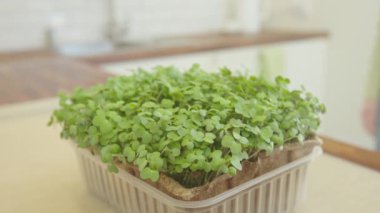 Bir kadın mikro-yeşil ellere yakından dokunuyor. Bahçecilik ve ekimcilik.