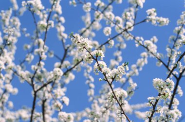 White flowers of blooming Apple tree in spring against blue sky on a Sunny day close-up macro in nature outdoors. Film photography clipart