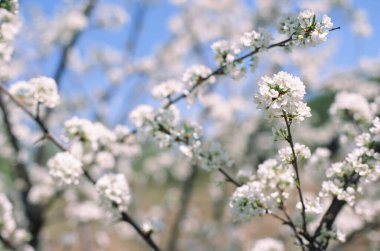 Baharda açan elma ağacının beyaz çiçekleri açık havada güneşli bir günde mavi gökyüzüne karşı. Film fotoğrafçılığı