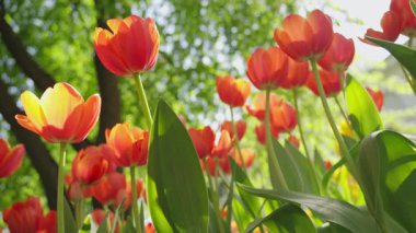 Şehir parkında lale çiçekleri açıyor. Canlı bir bahar ve yaz lalesi. Sıcak, güneşli ve mutlu doğa filmi