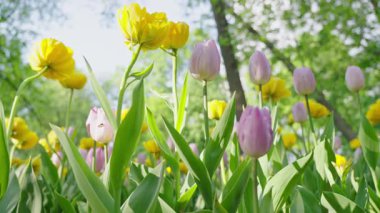Şehir parkında lale çiçekleri açıyor. Canlı bir bahar ve yaz lalesi. Sıcak, güneşli ve mutlu doğa filmi