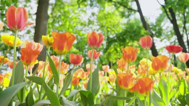 Şehir parkında lale çiçekleri açıyor. Canlı bir bahar ve yaz lalesi. Sıcak, güneşli ve mutlu doğa filmi