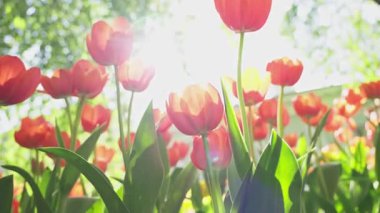Şehir parkında lale çiçekleri açıyor. Canlı bir bahar ve yaz lalesi. Sıcak, güneşli ve mutlu doğa filmi