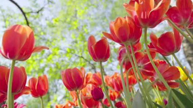 Şehir parkında lale çiçekleri açıyor. Canlı bir bahar ve yaz lalesi. Sıcak, güneşli ve mutlu doğa filmi