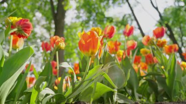 Şehir parkında lale çiçekleri açıyor. Canlı bir bahar ve yaz lalesi. Sıcak, güneşli ve mutlu doğa filmi