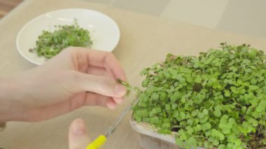 Kadın filizlenmiş mikro yeşil filizleri kesip salata için hazırlıyor. Bahçecilik ve ekimcilik.