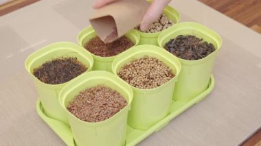 Bir kadın çömleklere mikroyeşil tohum ekiyor. Bahçecilik ve ekimcilik.