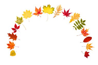 Beyaz izole arkaplanda farklı sonbahar yaprakları koleksiyonu, üst görünüm