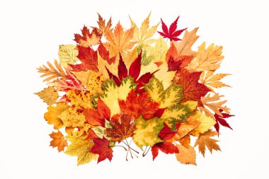 Beyaz izole arkaplanda farklı sonbahar yaprakları koleksiyonu, üst görünüm