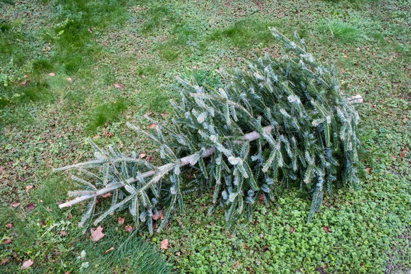 草地上的一棵老圣诞树的画像 — 图库照片#