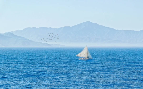 Segelbåt Foggy Sea Med Flock Måsar — Stockfoto