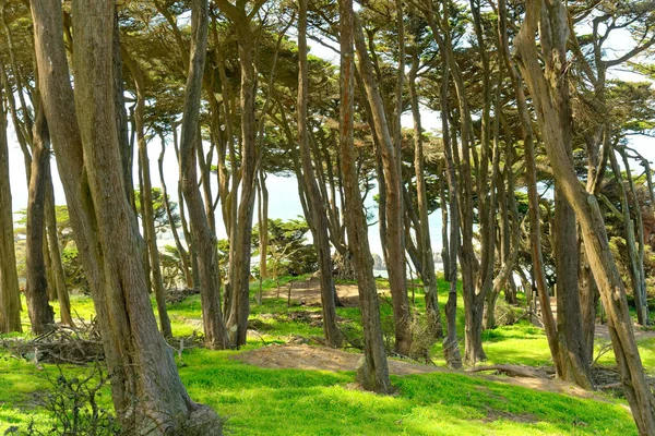 San Francisco California Abril 2023 Lincoln Park Fue Dedicado Presidente —  Fotos de Stock