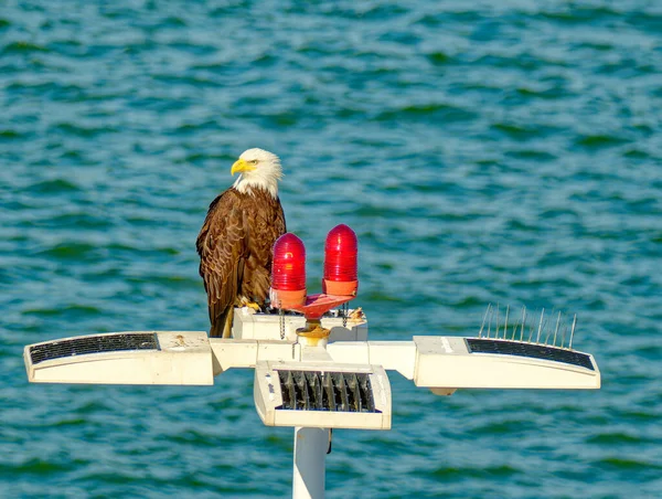 Adler Auf Barsch Hafen Von Vancouver Flug — Stockfoto
