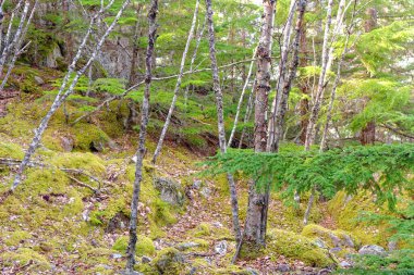 Lichens, Moss ve Trees Skagway, Alaska yakınlarındaki bir tepede