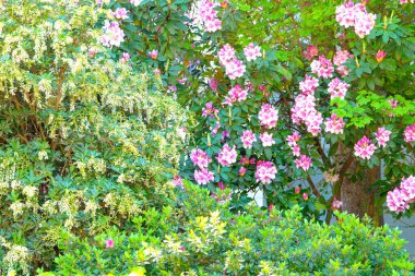 İlkbaharda Pembe Çiçekler ve Ağaçlar